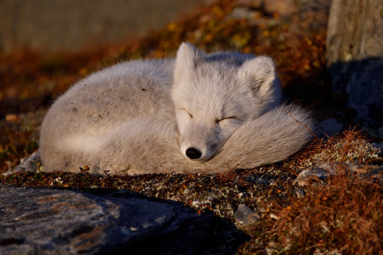 Young Arctic Fox resting in mountain landscape