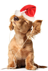 Musical Christmas dachshund puppy listening to holiday carols on earbuds wearing a Santa Claus hat. 