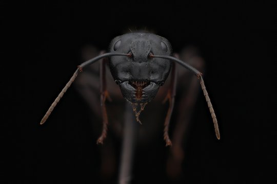Ant Head