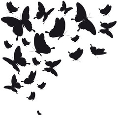 Naklejka premium black butterfly, isolated on a white