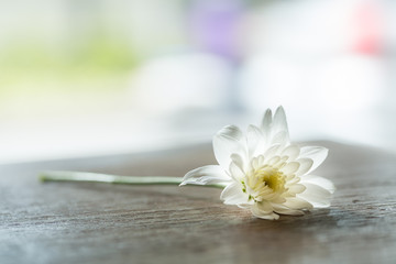 Fototapeta na wymiar White Dahlia flower on dark wood table with soft blurred background