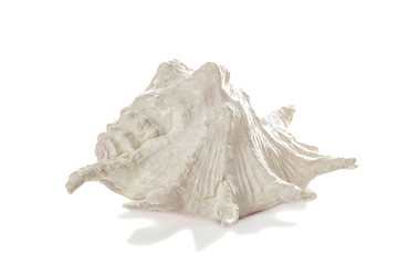 White seashell