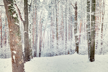 Mixed winter forest