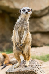 Erdmännchen