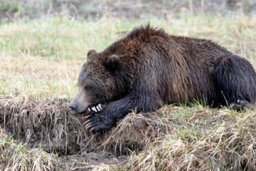 Large Grizzly Bear Yellowstone National Park