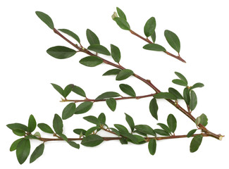 Privet branch with green leaves isolated on white