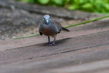 Zebra Dove_Geopelia striata
