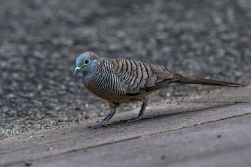 Zebra Dove_Geopelia striata