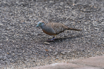 Zebra Dove_Geopelia striata