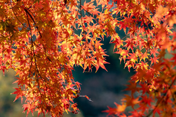 Autumn leaves of Chiba city, Chiba prefecture, Japan / Izumi Nature Park in Chiba City, Chiba prefecture, Japan