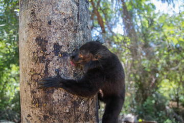 A black lemur sits on a tree trunk and licks insects