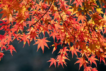 Autumn leaves of Chiba city, Chiba prefecture, Japan / Izumi Nature Park in Chiba City, Chiba prefecture, Japan