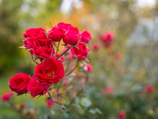 red flowers in the garden