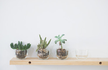 succulent cactus plant in pot decorating on wood shelf