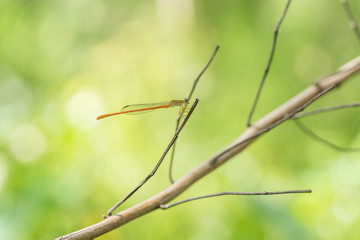 nature zen et libellule