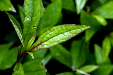 Eupatorium fortunei turcz. at garden