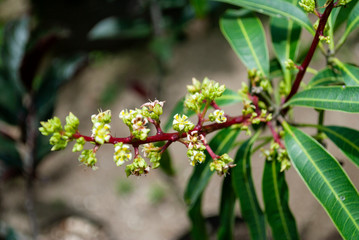 Young mango buds and flowers on its tree in a garden, Guatemala