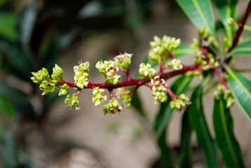 Young mango buds and flowers on its tree in a garden, Guatemala
