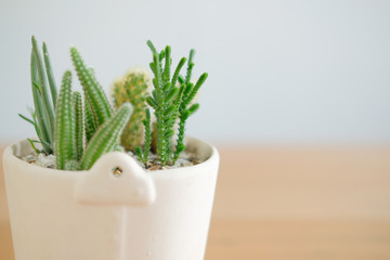 succulent cactus plant in pot decorating on wooden desk