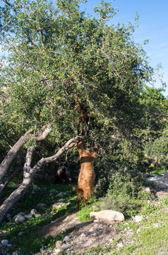 Goat reaching into a tree trying to get up, vertical.