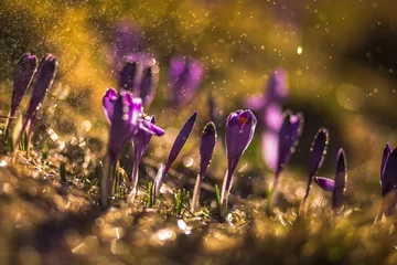 Fotobehang Spring in polish Tatra Mountains © PawelUchorczak