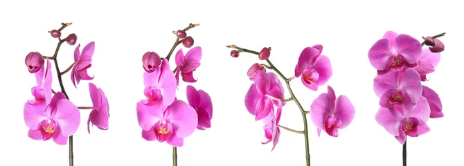 Wall murals Orchid Set with beautiful orchid flowers on white background