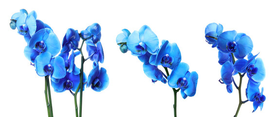 Fototapeta na wymiar Set with beautiful orchid flowers on white background