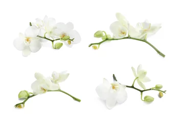 Photo sur Plexiglas Orchidée Sertie de belles fleurs d& 39 orchidées sur fond blanc