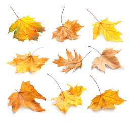 Set with autumn leaves on white background. Fall foliage