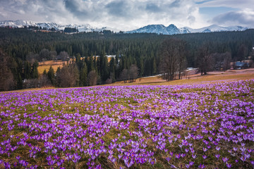 Spring in polish Tatra Mountains