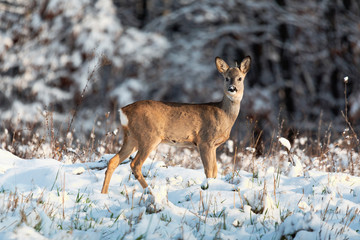 Roe deer Capreolus capreolus in winter. Roe deer with snowy background. Wild animal with snowy trees on background.