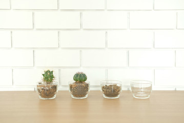 succulent cactus plant in pot decorating on wooden desk near white brick wall