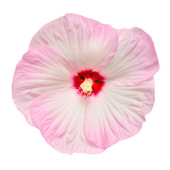 Naklejka premium Pink hibiscus flower isolated on white background. Flat lay, top view. Macro, object