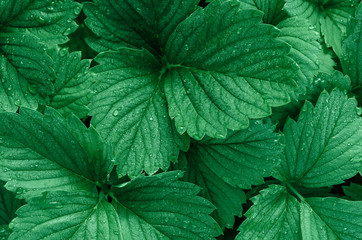 Green background of strawberry leaves. Dew drops on the leaves. Fashionable color.