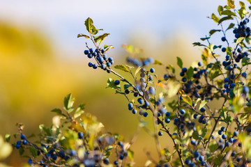 Several mature honeysuckle berries hanging from a branch. Forest ripened blue berry growing in the...