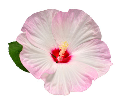 Pink hibiscus flower with leaf isolated on white background. Flat lay, top view