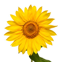Fototapeta premium Flower of sunflower head isolated on white background. Seeds and oil. Flat lay, top view