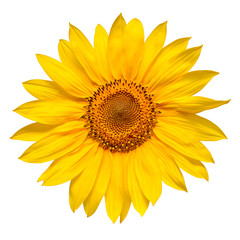 Fototapeta premium Flower of sunflower head isolated on white background. Seeds and oil. Flat lay, top view