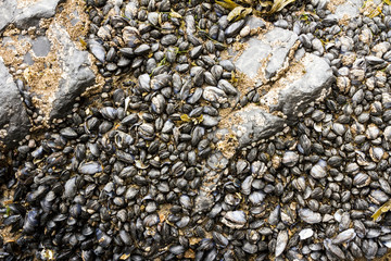 Seashells and seaweed in shallow water. Close up image.