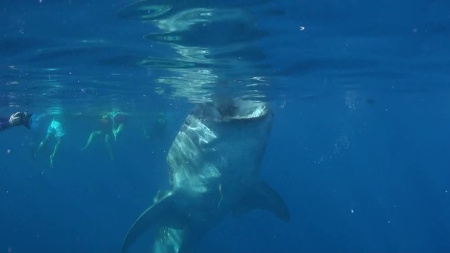 Whaleshark Feeding And Snorkelers