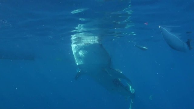 Whaleshark Feeding (Snorkelers In The Background)