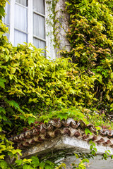 part of a country house with ivy