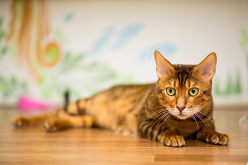 The young Bengal cat plays playfully on the floor