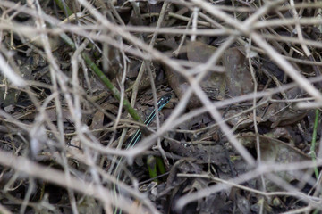 Grass Snake in Nature