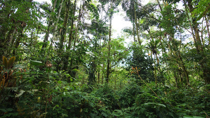 Obraz premium amazon jungle