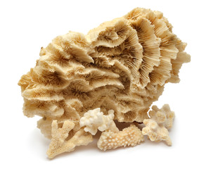Naklejka premium Collection coral isolated on white background. Creative concept, marine life