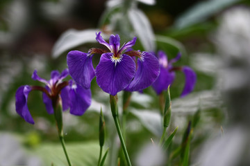 Violet flowers of an iris are very beautiful against the background of other garden plants.