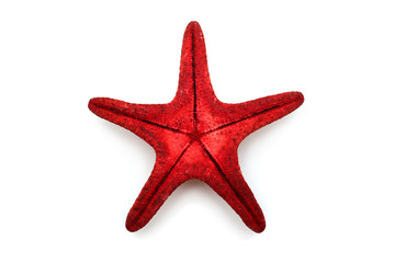 Red sea star isolated on white background. Creative concept, marine life