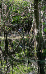 Little Blue Heron