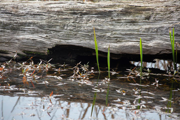 Log in a Swamp